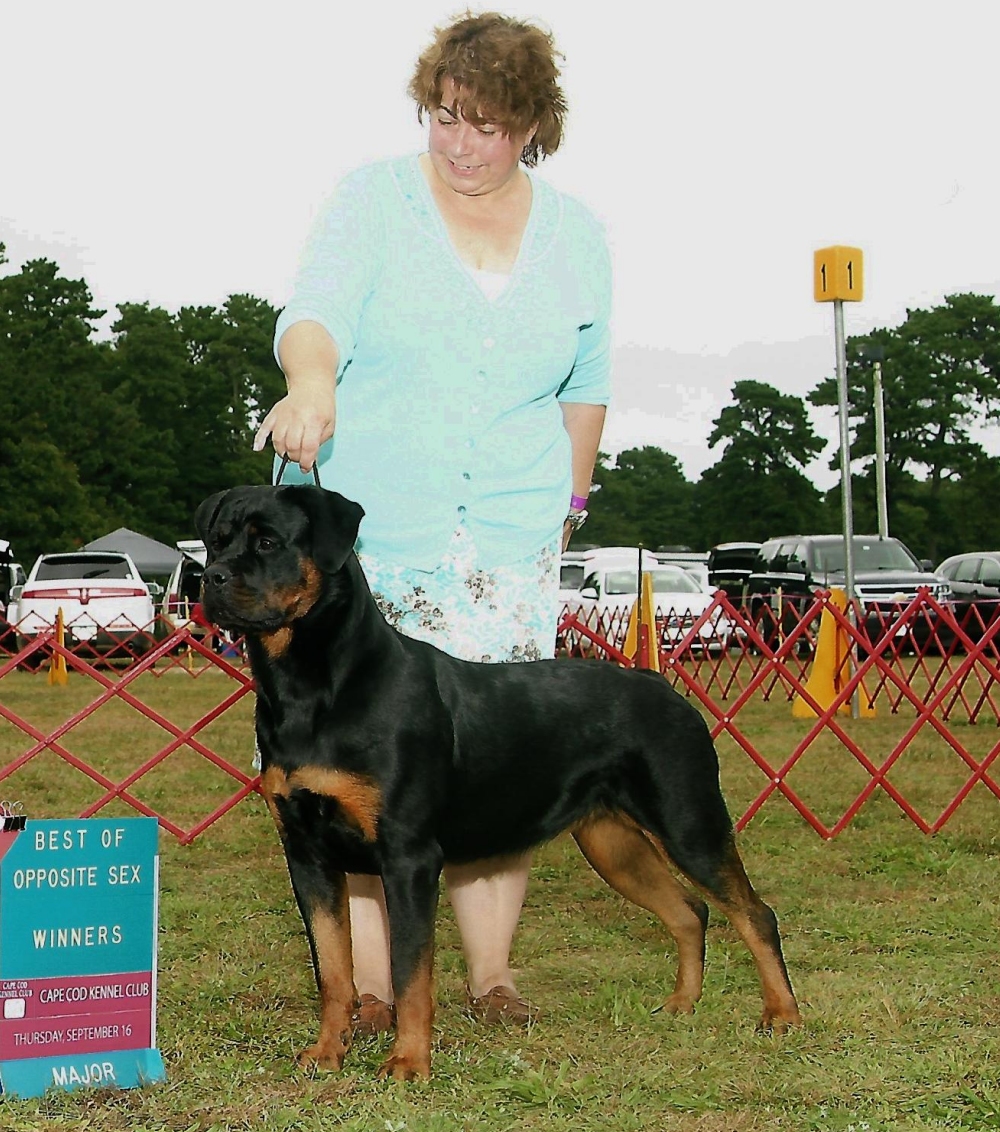 Brandy Hills Rockin Rottweilers Rottweiler Breeders located in